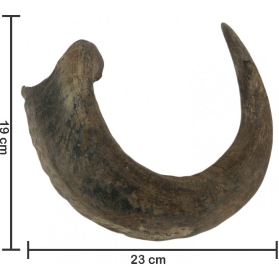 Chifre de Búfalo Médio (04)