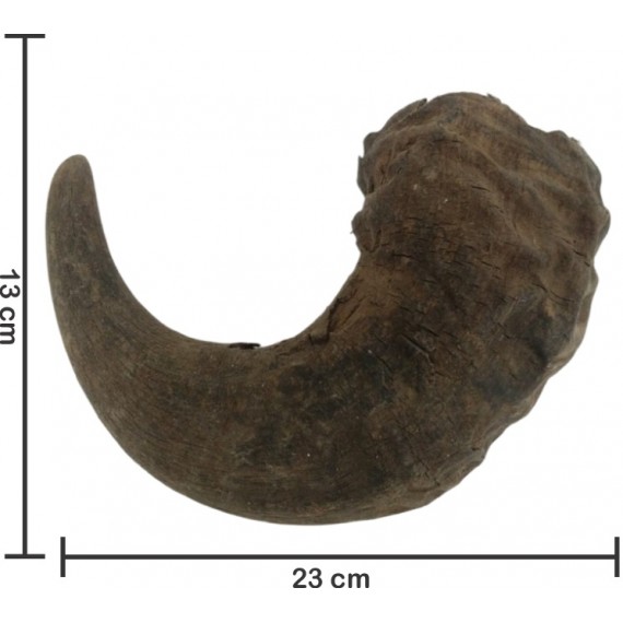 Chifre de Búfalo Médio (05)