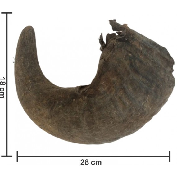 Chifre de Búfalo Médio (06)
